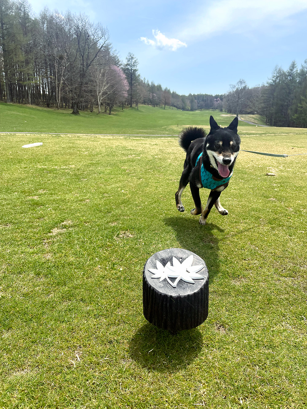 上半期グランプリ　嵐丸くん