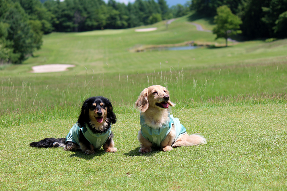 上半期準グランプリ　ミルくんミニーくん